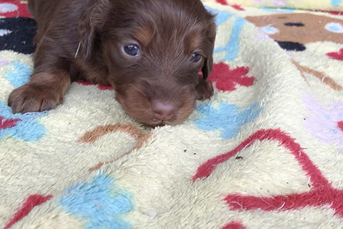 ミニチュアダックスフンドの子犬　ブリーダー 子犬専門　AngelWan 横浜