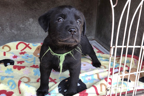 ラブラドールレトリバーの子犬 ブリーダー 子犬専門 AngelWan 横浜