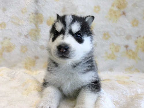シベリアンハスキーの子犬　ブリーダー 子犬専門　AngelWan 横浜