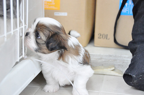 シーズーの子犬　ブリーダー 子犬専門　AngelWan 横浜