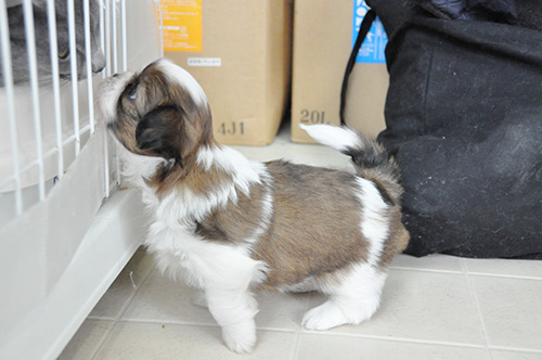 シーズーの子犬　ブリーダー 子犬専門　AngelWan 横浜