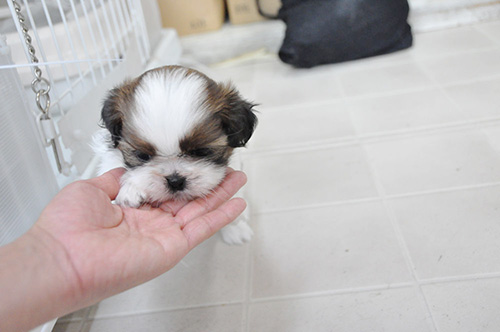 シーズーの子犬　ブリーダー 子犬専門　AngelWan 横浜