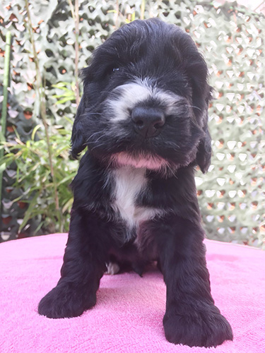 イングリッシュコッカースパニエルの子犬　ブリーダー 子犬専門　AngelWan 横浜