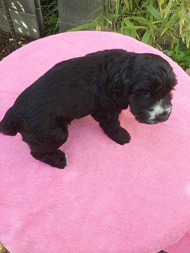 イングリッシュコッカースパニエルの子犬　ブリーダー 子犬専門　AngelWan 横浜