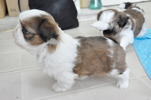 シーズーの子犬 ブリーダー 子犬専門 AngelWan 横浜