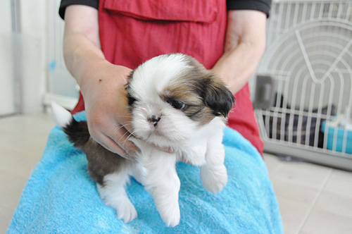 シーズーの子犬 ブリーダー 子犬専門 AngelWan 横浜