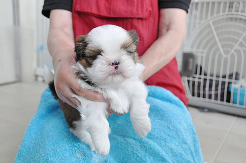 シーズーの子犬 ブリーダー 子犬専門 AngelWan 横浜