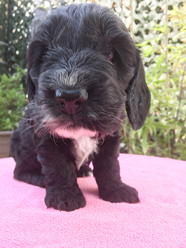 イングリッシュコッカースパニエルの子犬 ブリーダー 子犬専門 AngelWan 横浜