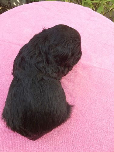 イングリッシュコッカースパニエルの子犬 ブリーダー 子犬専門 AngelWan 横浜