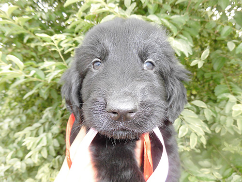 フラットコーテッドレトリバーの子犬 ブリーダー 子犬専門 AngelWan 横浜