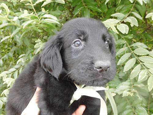 フラットコーテッドレトリバーの子犬 ブリーダー 子犬専門 AngelWan 横浜