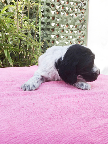 イングリッシュコッカースパニエルの子犬　ブリーダー 子犬専門　AngelWan 横浜