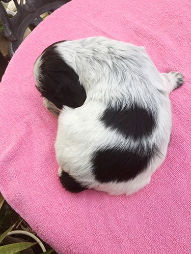 イングリッシュコッカースパニエルの子犬　ブリーダー 子犬専門　AngelWan 横浜