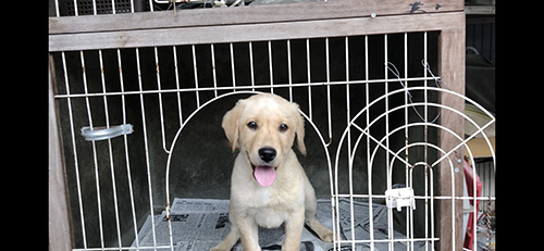 ラブラドールの子犬　ブリーダー 子犬専門　AngelWan 横浜