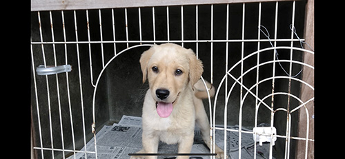 ラブラドールの子犬　ブリーダー 子犬専門　AngelWan 横浜