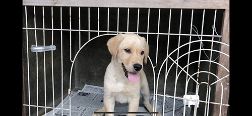 ラブラドールの子犬 ブリーダー 子犬専門 AngelWan 横浜
