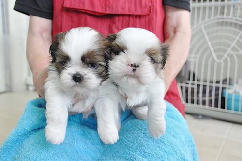 シーズーの子犬 ブリーダー 子犬専門 AngelWan 横浜