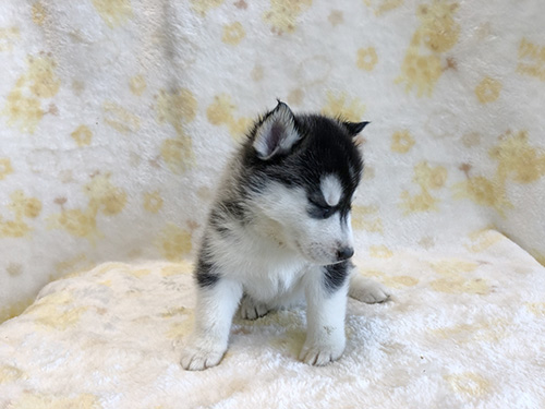シベリアンハスキーの子犬　ブリーダー 子犬専門　AngelWan 横浜