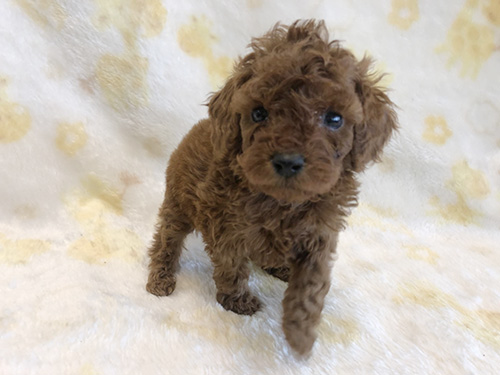 トイプードルの子犬　ブリーダー 子犬専門　AngelWan 横浜