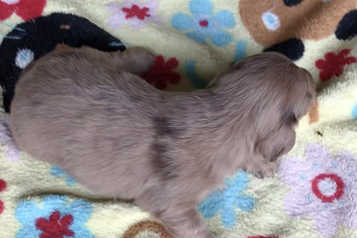 ミニチュアダックスフンドの子犬　ブリーダー 子犬専門　AngelWan 横浜