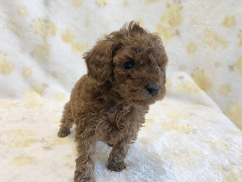 トイプードルの子犬　ブリーダー 子犬専門　AngelWan 横浜