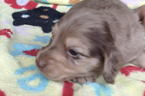 ミニチュアダックスフンドの子犬　ブリーダー 子犬専門　AngelWan 横浜