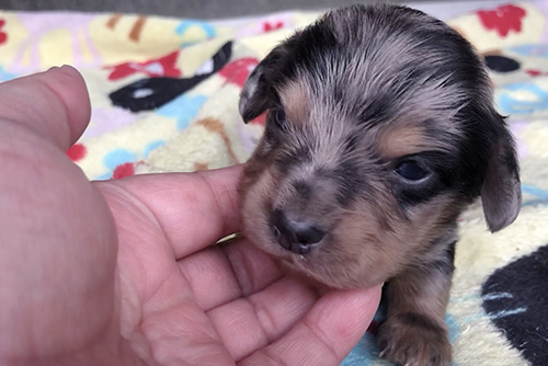 ミニチュアダックスフンドの子犬　ブリーダー 子犬専門　AngelWan 横浜