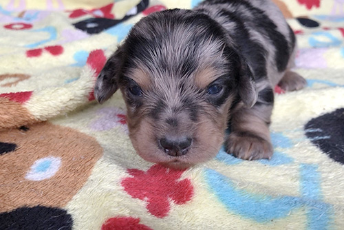 ミニチュアダックスフンドの子犬　ブリーダー 子犬専門　AngelWan 横浜