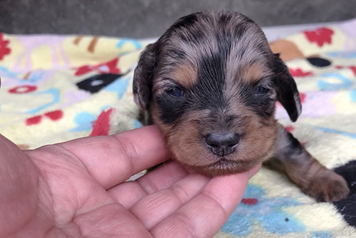 ミニチュアダックスフンドの子犬　ブリーダー 子犬専門　AngelWan 横浜