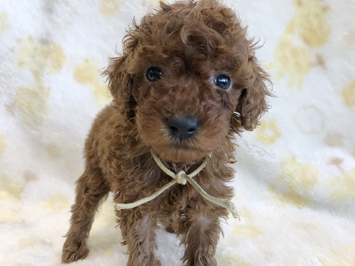 トイプードルの子犬 ブリーダー 子犬専門 AngelWan 横浜