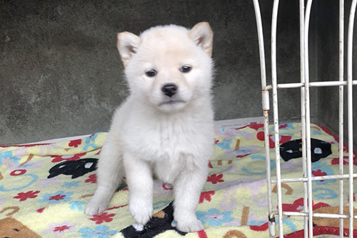 柴犬の子犬　ブリーダー 子犬専門　AngelWan 横浜