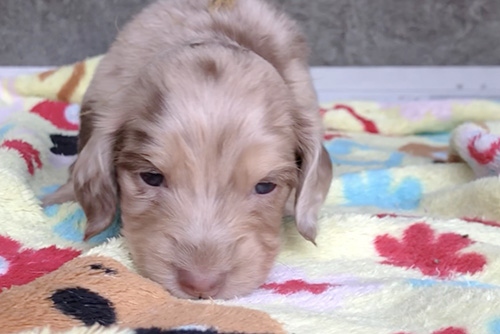 ミニチュアダックスフンドの子犬　ブリーダー 子犬専門　AngelWan 横浜