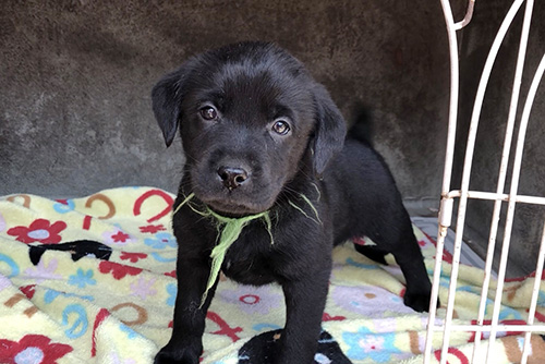 ラブラドールレトリバーの子犬 ブリーダー 子犬専門 AngelWan 横浜