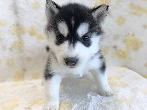 シベリアンハスキーの子犬　ブリーダー 子犬専門　AngelWan 横浜