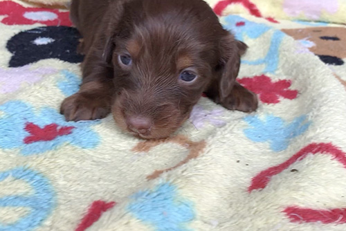 ミニチュアダックスフンドの子犬　ブリーダー 子犬専門　AngelWan 横浜