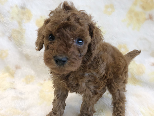 トイプードルの子犬　ブリーダー 子犬専門　AngelWan 横浜