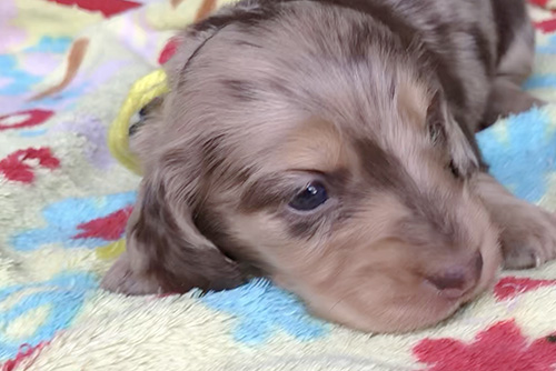 ミニチュアダックスフンドの子犬 ブリーダー 子犬専門 AngelWan 横浜