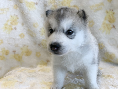 シベリアンハスキーの子犬　ブリーダー 子犬専門　AngelWan 横浜