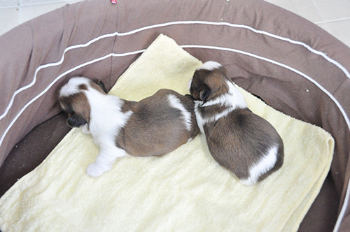 シーズーの子犬 ブリーダー 子犬専門 AngelWan 横浜