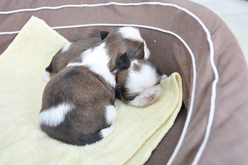 シーズーの子犬 ブリーダー 子犬専門 AngelWan 横浜