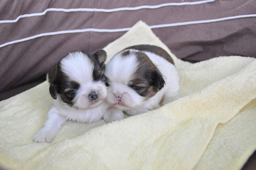 シーズーの子犬 ブリーダー 子犬専門 AngelWan 横浜