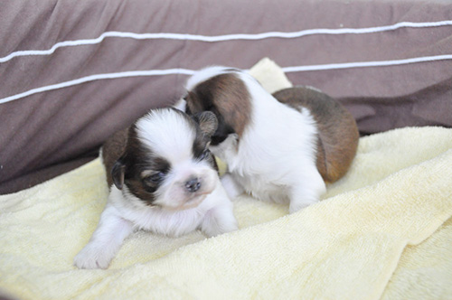 シーズーの子犬 ブリーダー 子犬専門 AngelWan 横浜