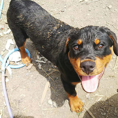 ロットワイラーの子犬　ブリーダー 子犬専門　AngelWan 横浜