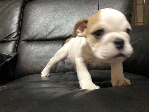 ブルドッグの子犬　ブリーダー 子犬専門　AngelWan 横浜