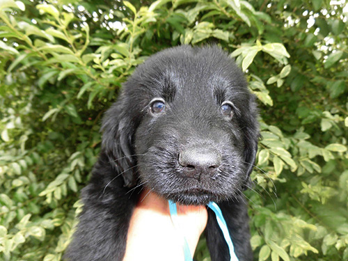 トイプードルの子犬　ブリーダー 子犬専門　AngelWan 横浜