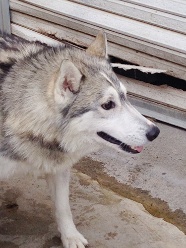 シベリアンハスキーの子犬