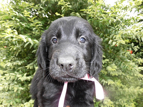 トイプードルの子犬　ブリーダー 子犬専門　AngelWan 横浜