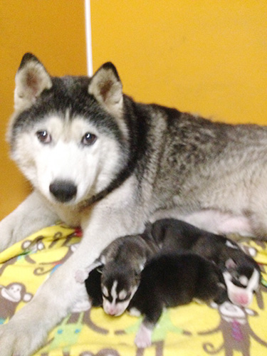シベリアンハスキーの子犬