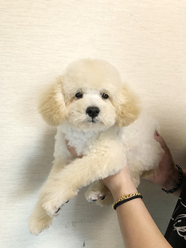 トイプードルの子犬　ブリーダー 子犬専門　AngelWan 横浜