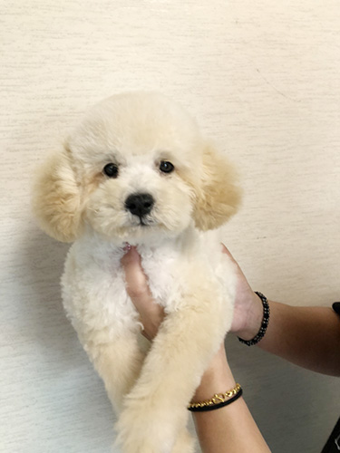 トイプードルの子犬　ブリーダー 子犬専門　AngelWan 横浜